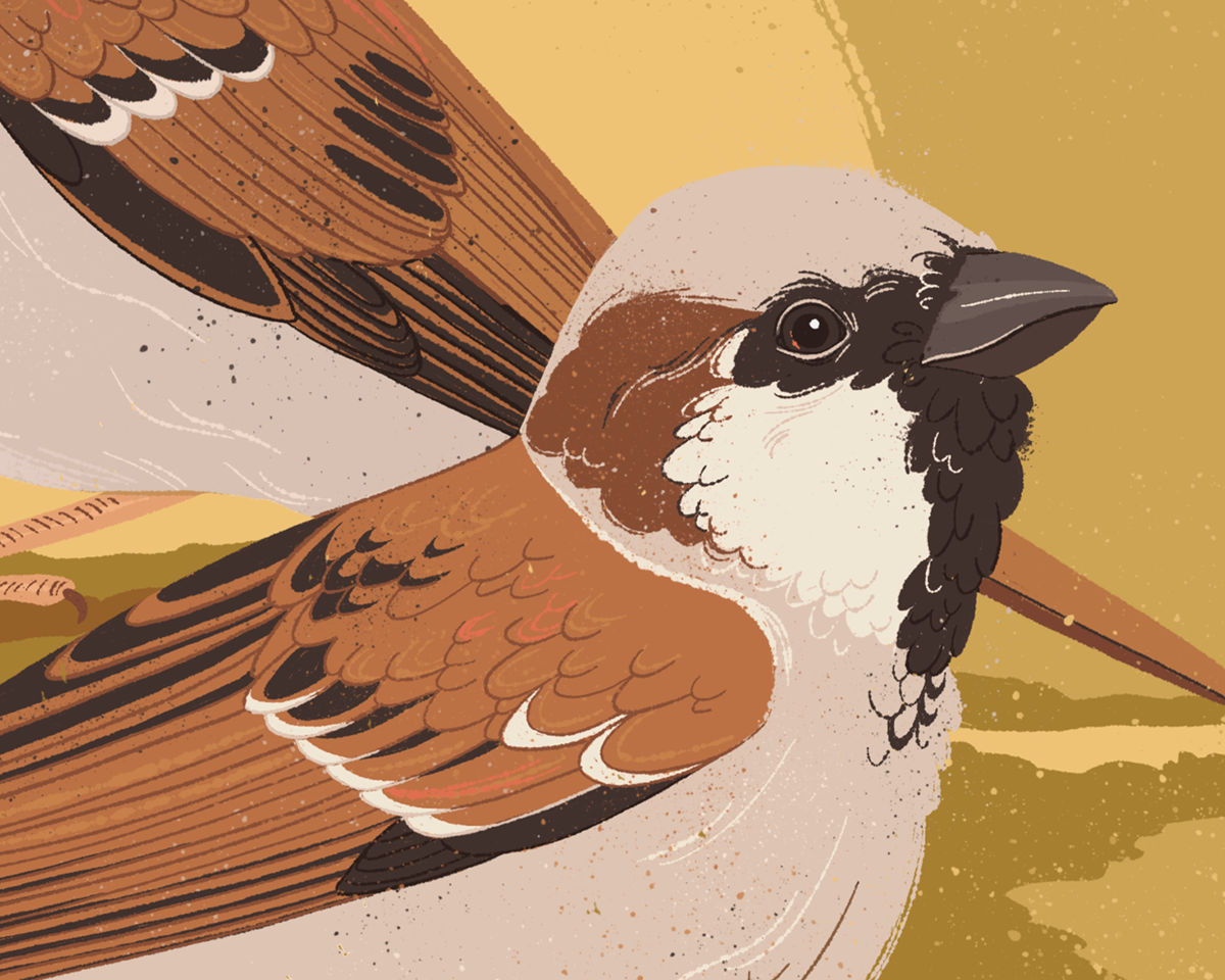 bird animal Digital Art  ILLUSTRATION  Drawing  artwork digital illustration concept art cartoon house sparrow