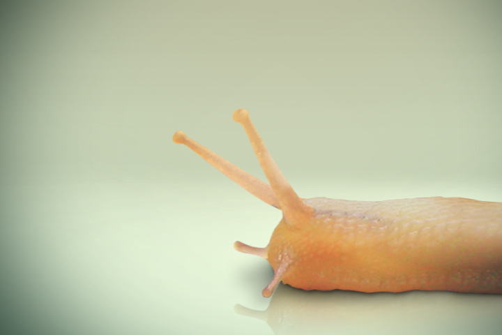 soilbear Incase 2D commercial after effects puppet snail