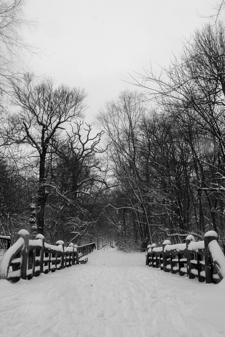 Brooklyn Landscape Nature newyork snow winter