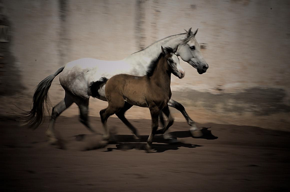 caballo horse San Juan Totoltepec mexico RawTherapee Ubuntu