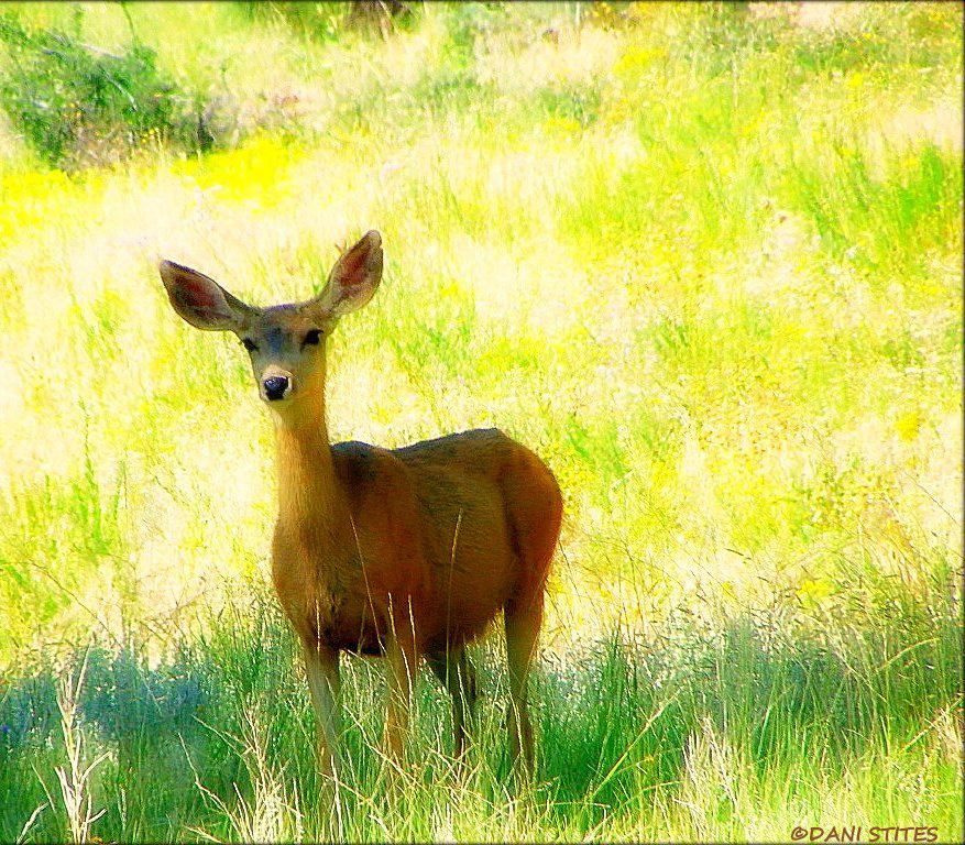 deer doe fawn mule deer yellow mountain SKY Nature wilderness wild animal