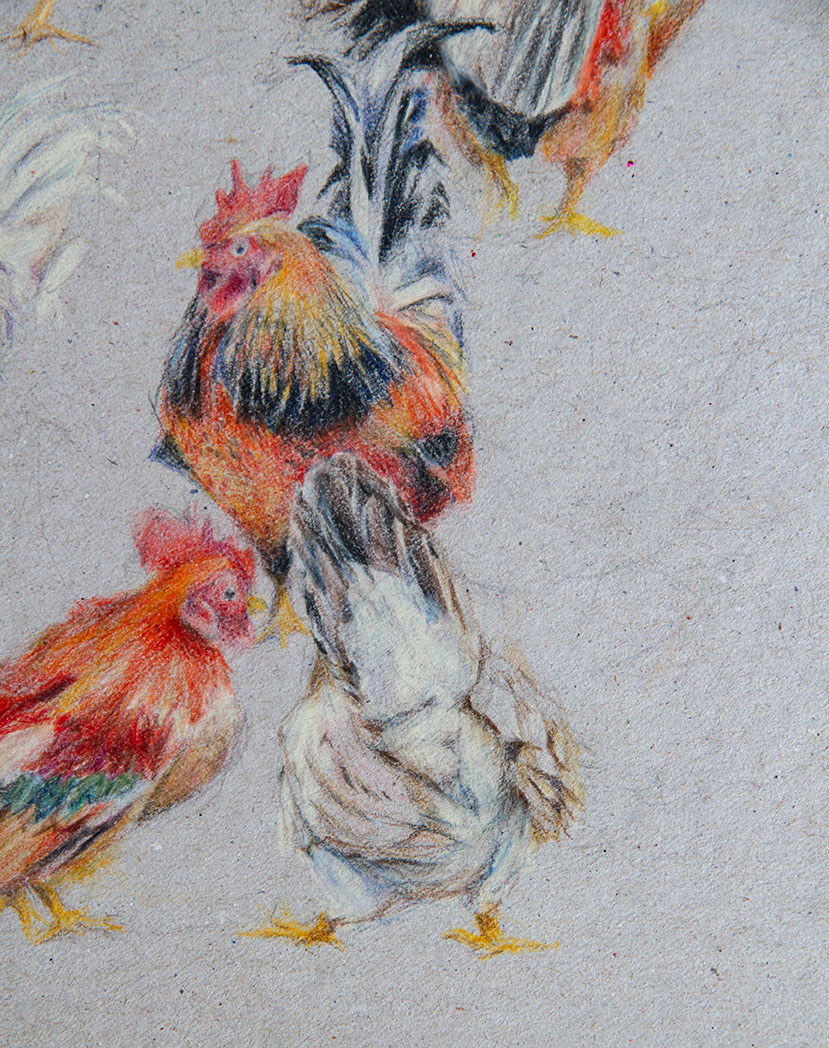 birds pencilwork Roosters sketches