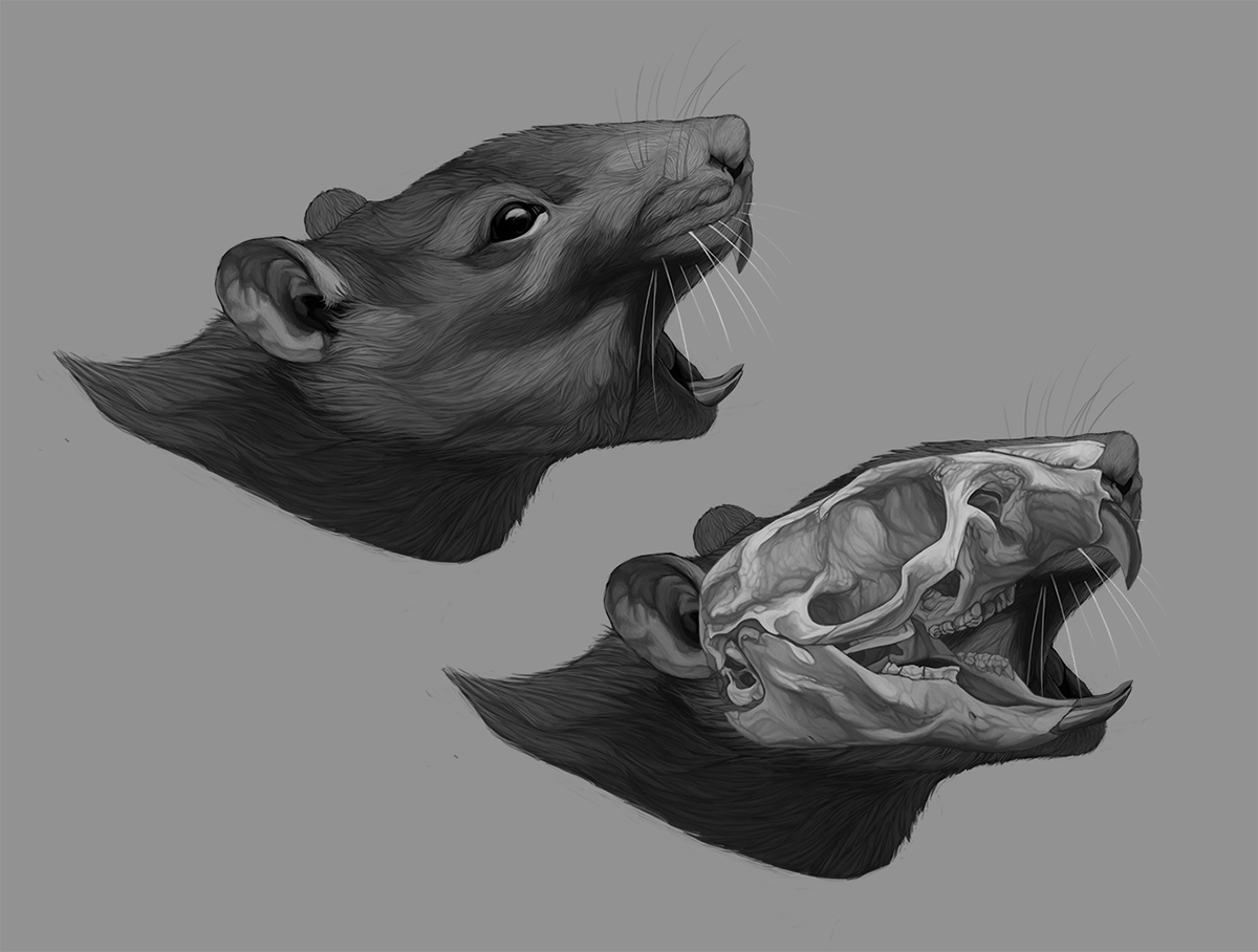 rat scientific illustration skull