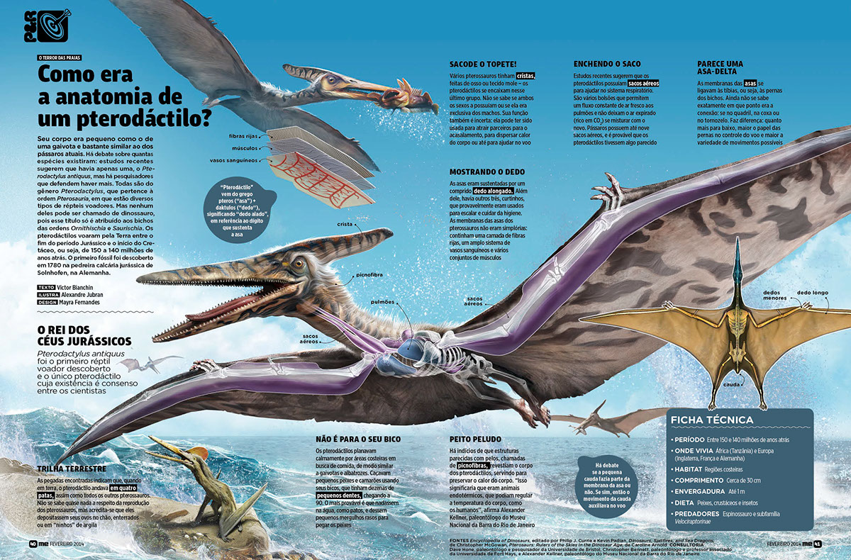 infographic Mundo Estranho Taj Mahal Digestive System pterodactyl back lesion Doctor Who tardis knitting