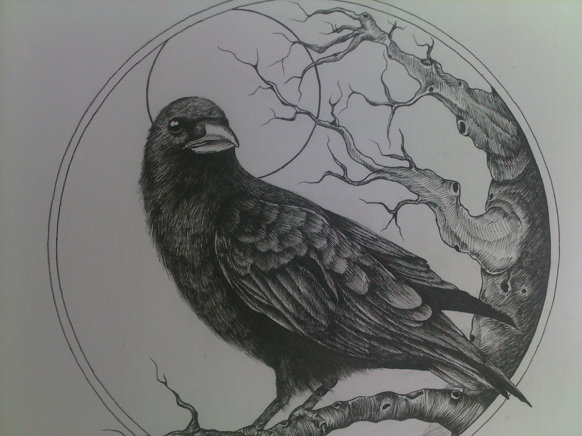 crow bird black bird draw ink art papper pencil