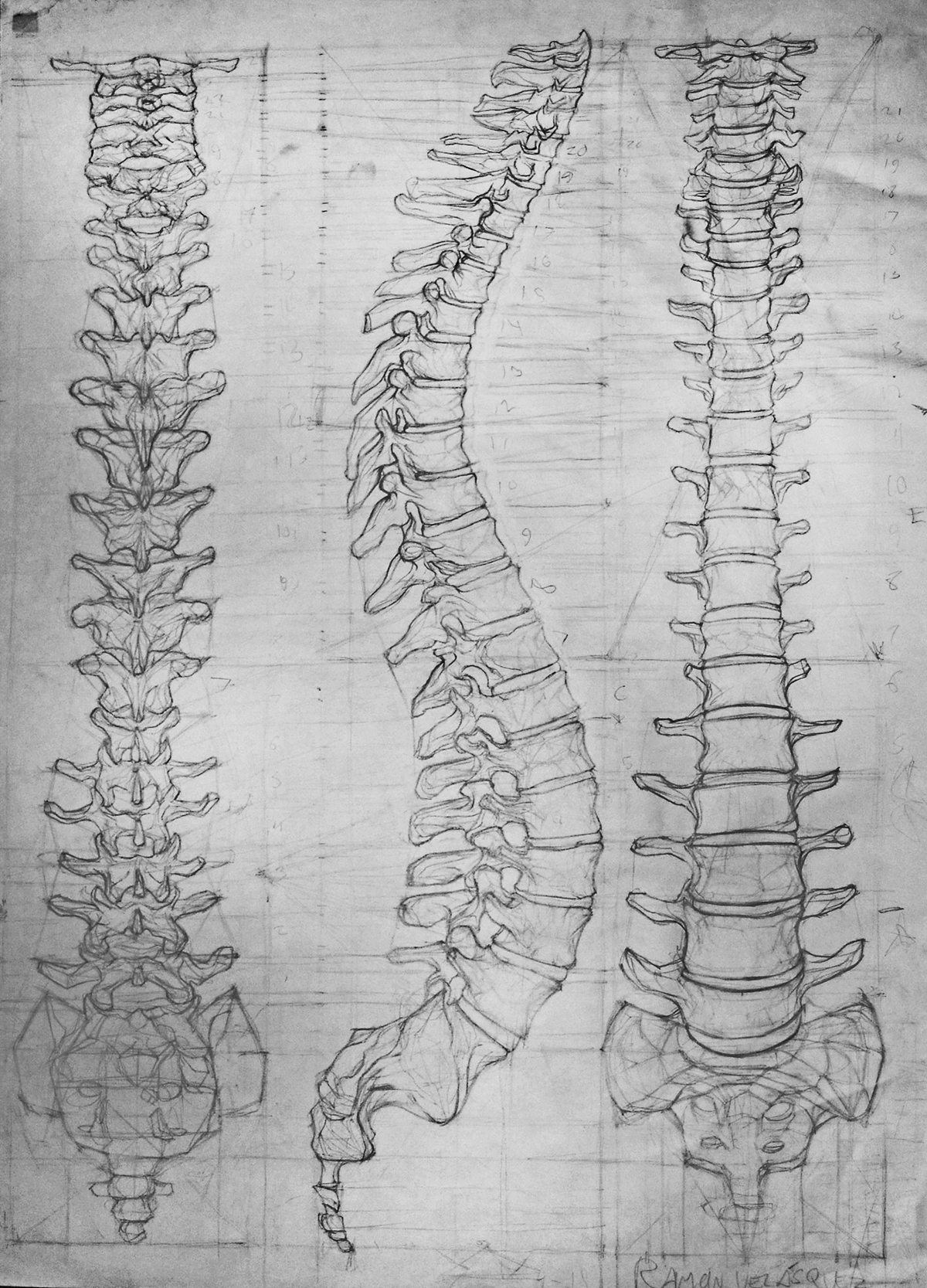 anatomy skeleton human skeleton Human Body analytic drawing spine vertebra ribs pelvis
