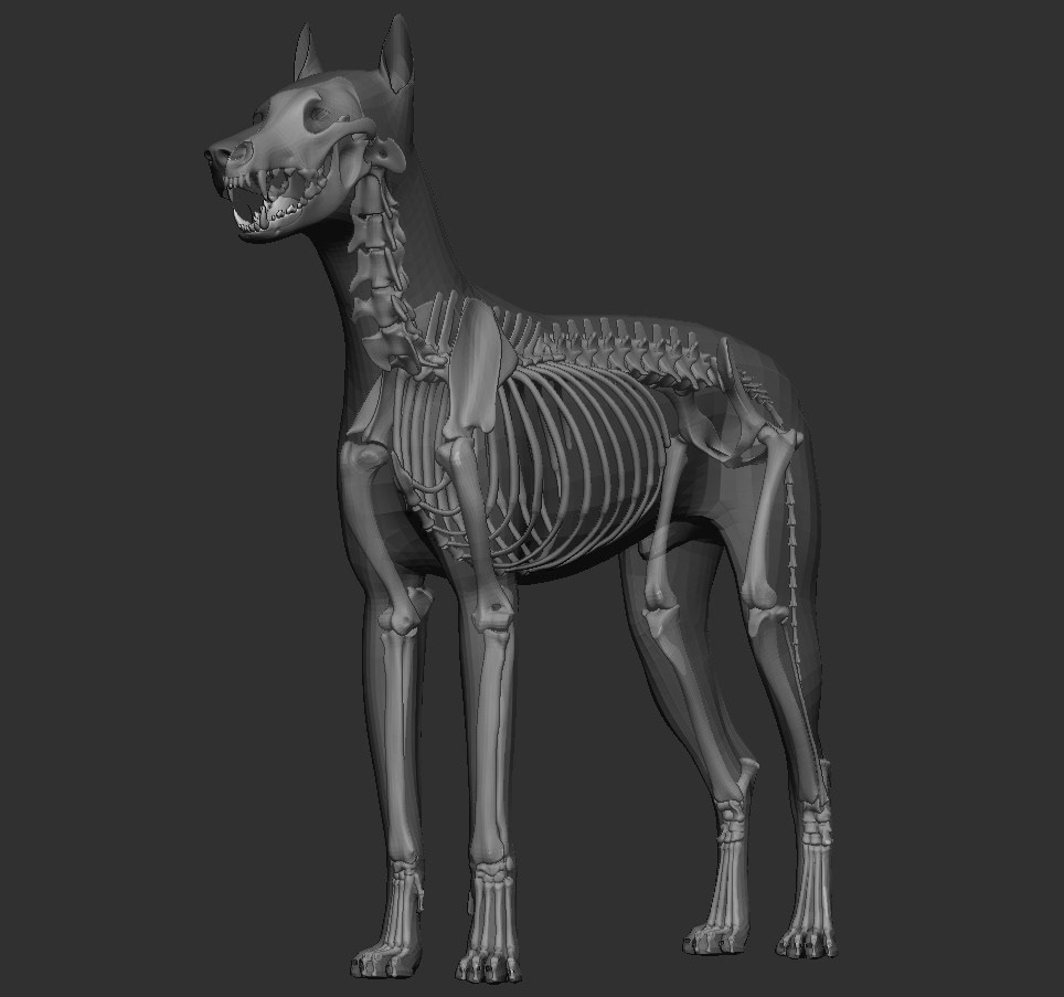 wolf art Zbrush anatomy 3dsmax Maya head Character creature