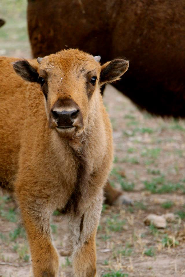 kansas Buffalo bison black and white animals Heartland midwest