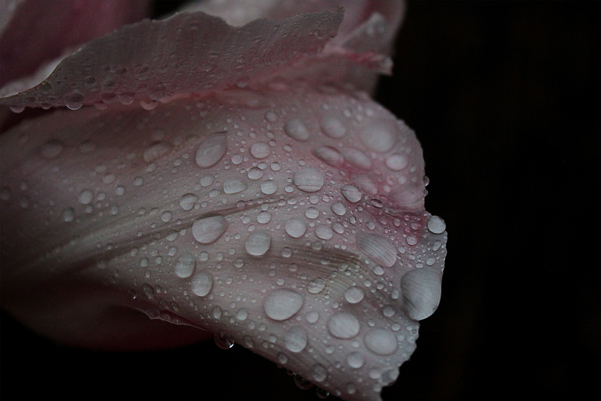 Raindrops tulip flower Nature wet