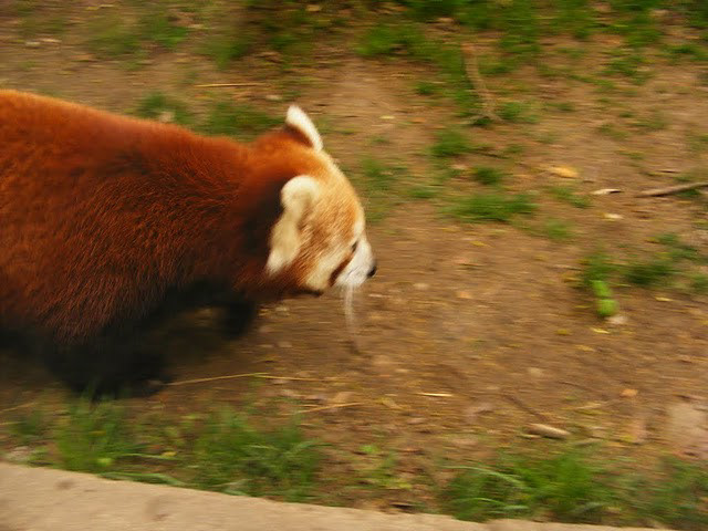zoo 2010 budapest