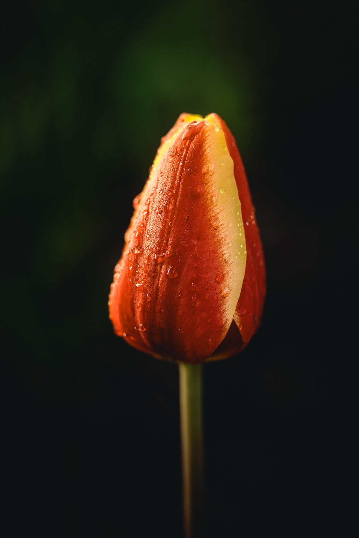 Flowers tulips colors ottawa d610 tamron2470 nikon55mm yellow red Nature