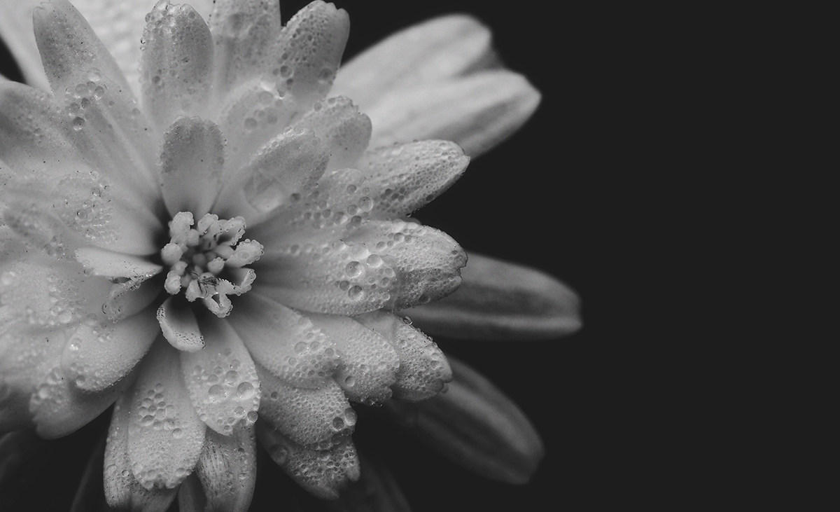 dandelion daisy flower Flowers water drops Dew Nature bw macro