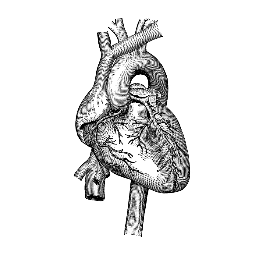 vector anatomy vintage medical diagrams human body organs skull skeleton bones heart hands feet lungs