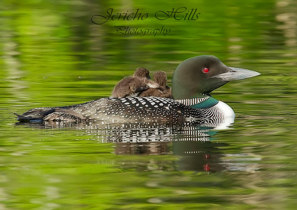 Wildlife photography nature photography loons foliage white tail deer images