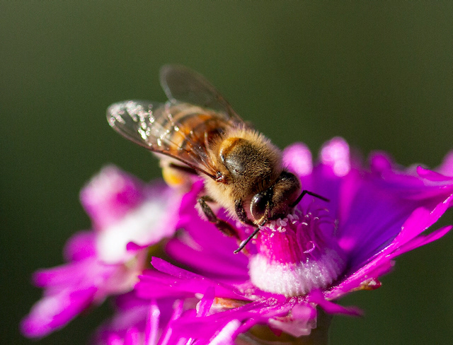 aloe bee flower garden insect macro no people Pollen wings