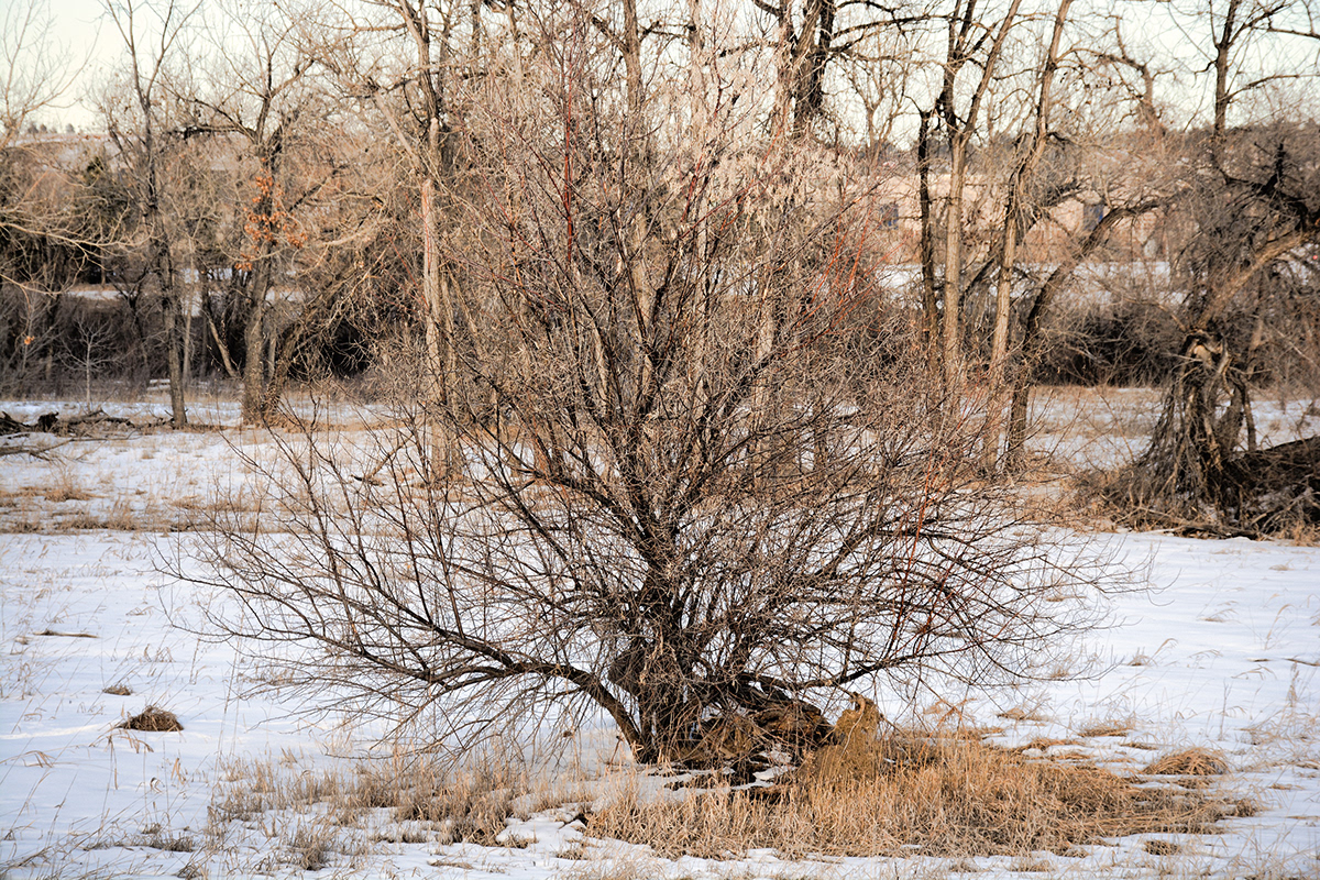study Cherry Creek Colorado landscapes winter
