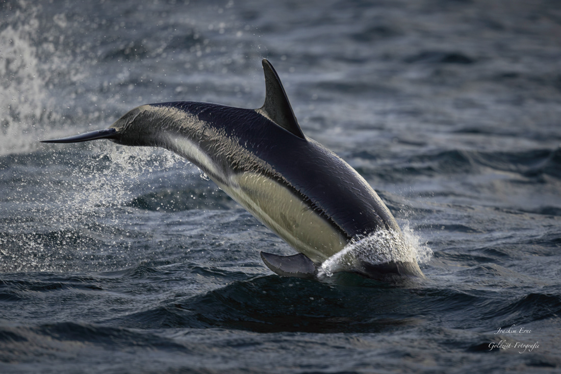 dolphin Ocean Nikon wildlife Nature animals water Photography  splash sea