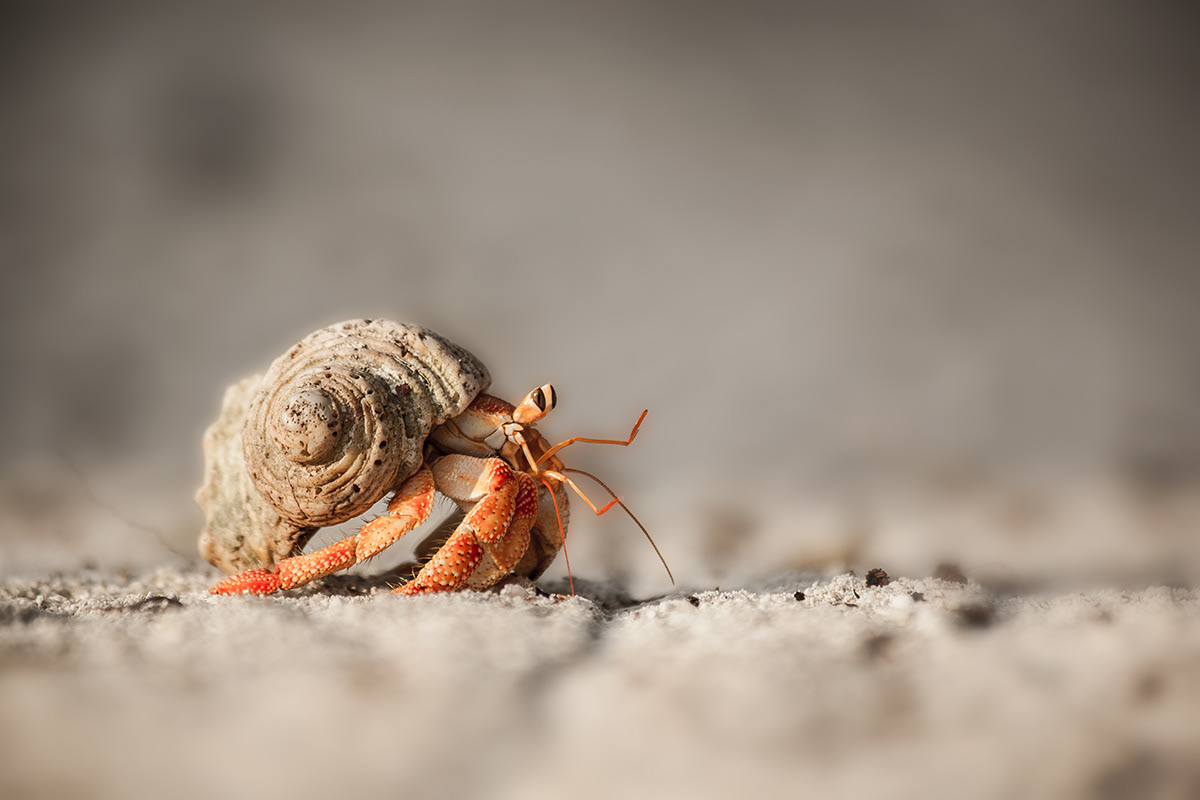crab crab with shell maldive maldives beach beach little friend run