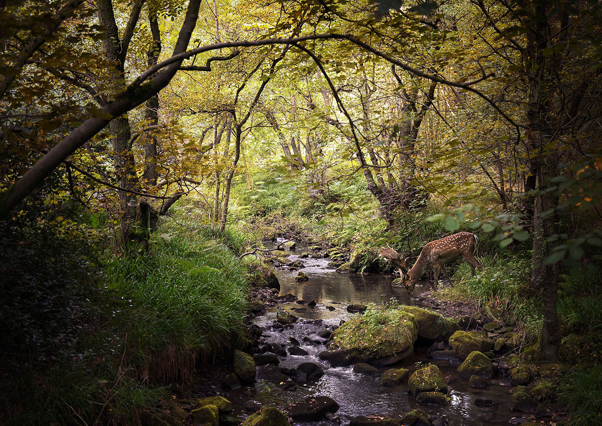 deer england animals Nature woodland retouch autumn colour leaves photograph Autumnal
