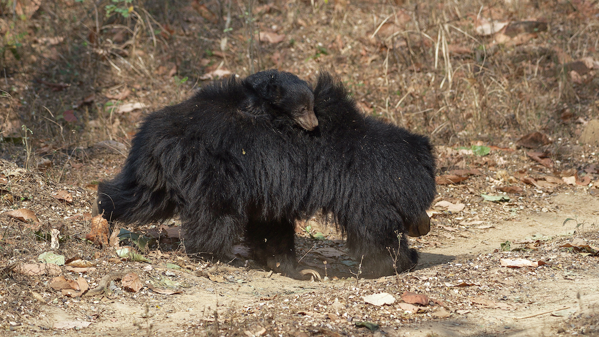 Bear Cub cub deer jungle Nature India Sloth Bear squirrel wild animal Wildlife photography Adobe Portfolio