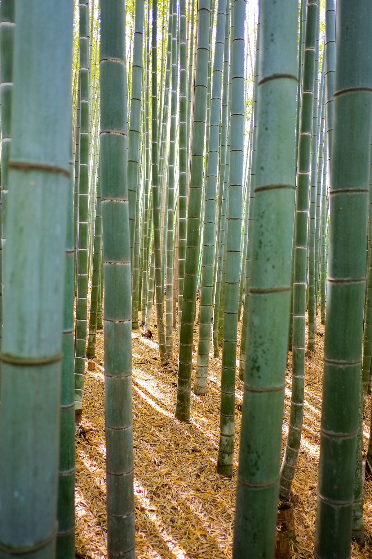 arashiyama asia bamboo grove japan kyoto Photography  Travel