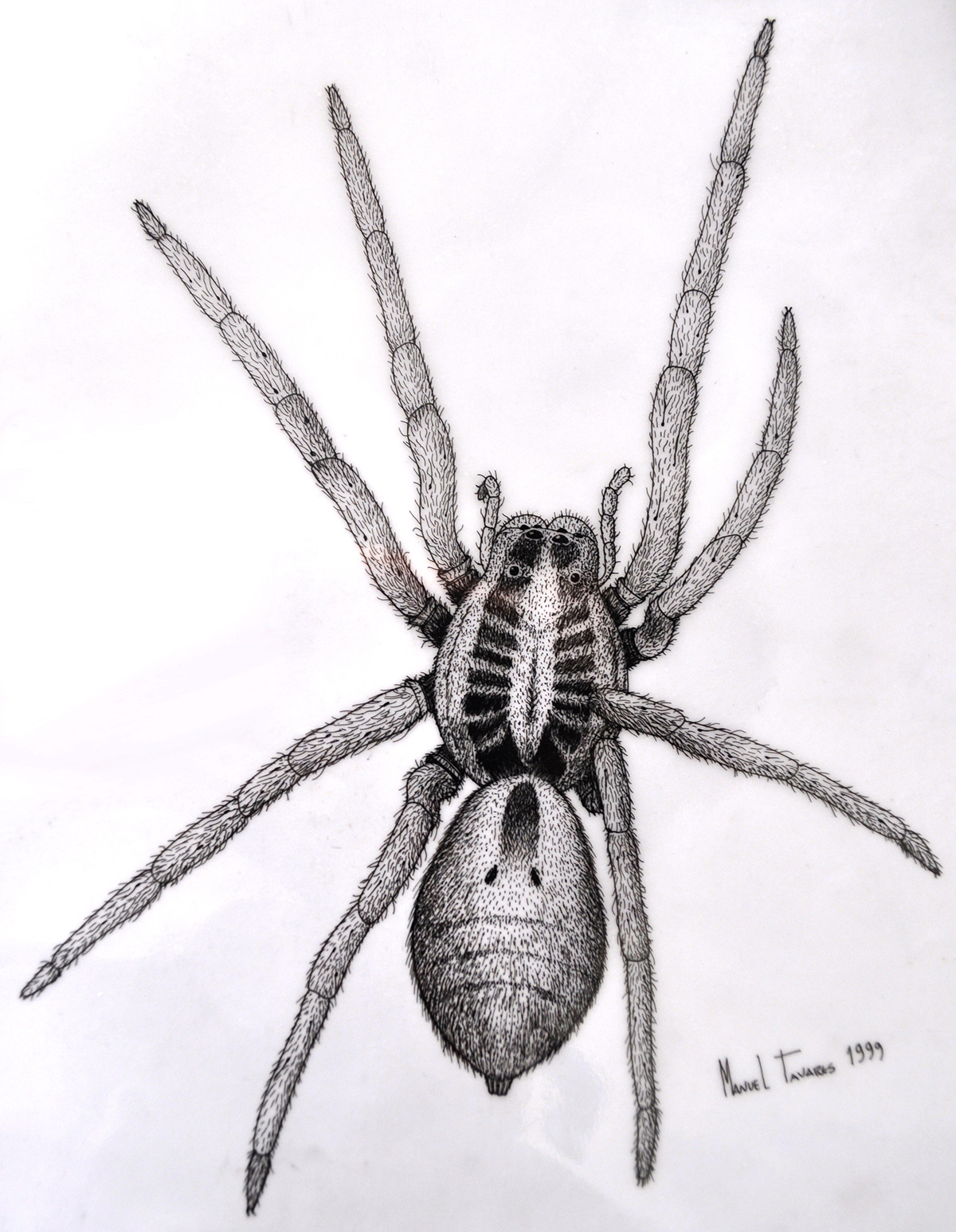 entomology spider pontilhismo