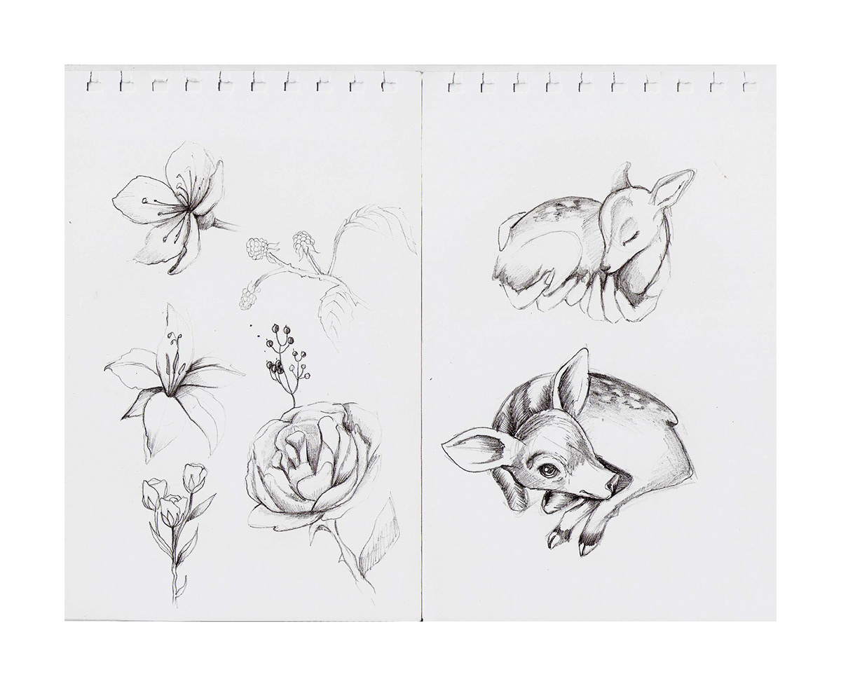 analogue drawing pencil sketchbook test sketch animal drawing zoological drawing botanical drawing