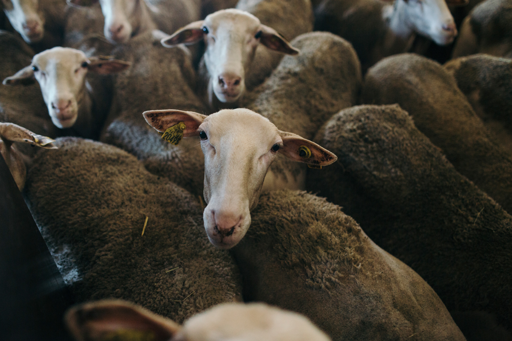 lithuania Food  farm fromfarmtotable Cheese goat sheep ecological organic milk