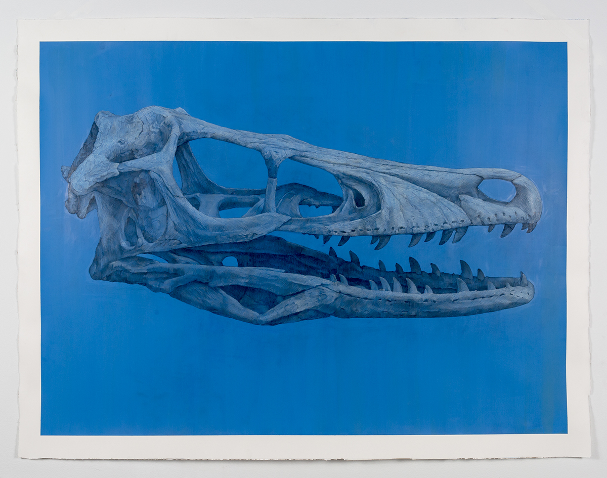 Adobe Portfolio Drawing  fossils Dinosaur art fine art contemporary art science history paleontology risd
