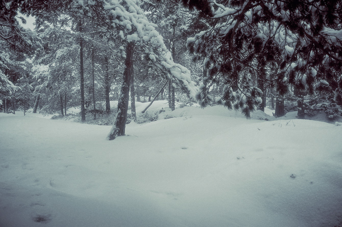 forest winter snow cool dark fiby x100 trees Nature Landscape