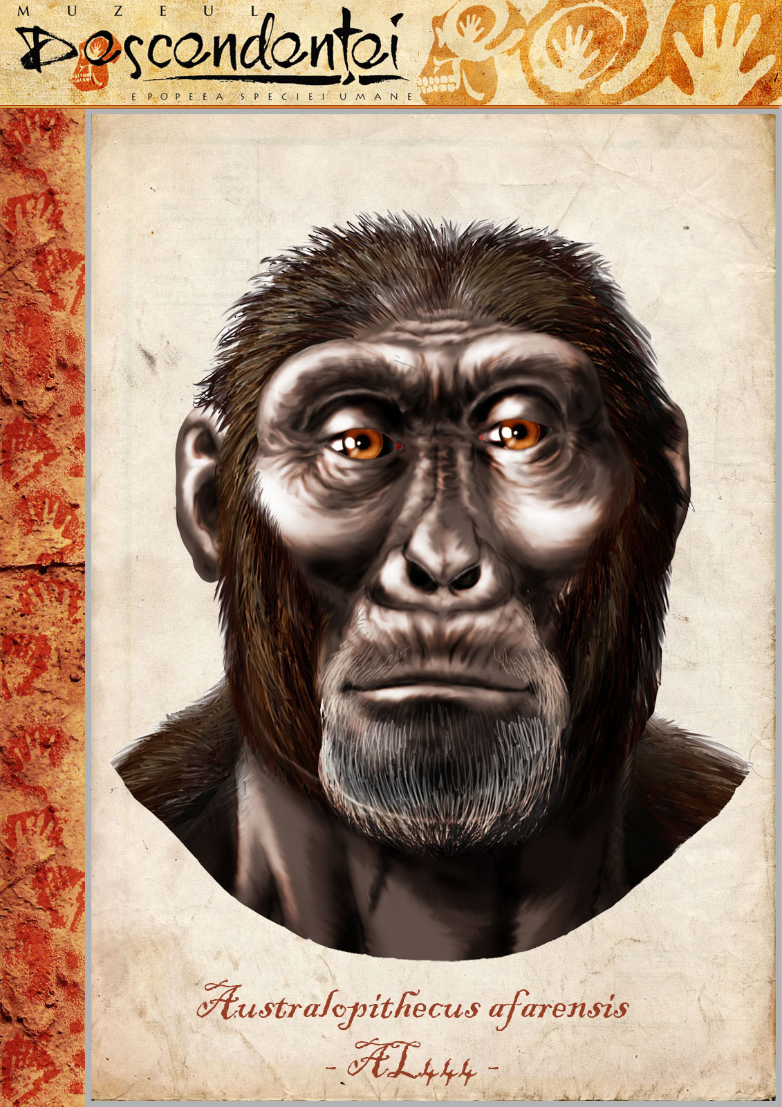 australopithecus afarensis human evolution hominid homo sahelanthropus ardipithecus kenyanthropus paranthropus habilis ergaster erectus floresiensis antecessor