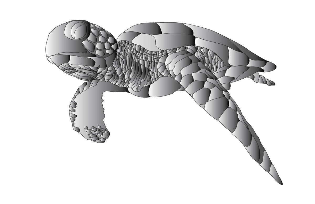 sea life Realism paint Illustrator art wacom layers Turtle vector Fun