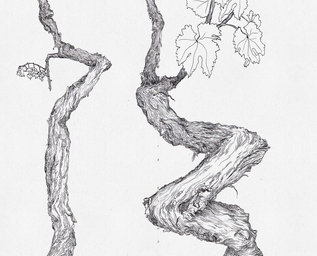 Observational Drawing of Wine Vines 001
