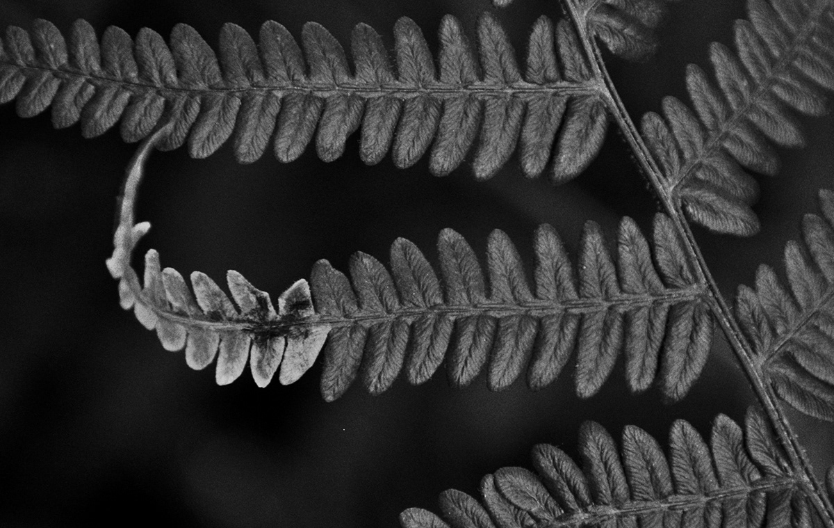 bw fern Nature Plant vegetal botanical blackandwhite Flora Photography 