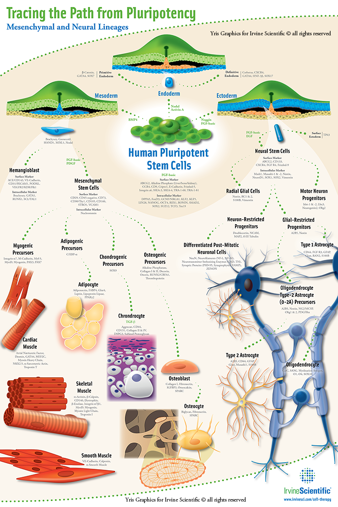 data visualization Poster Design Digital Art  ILLUSTRATION  biology Cell scientific illustration neurons signaling pathways