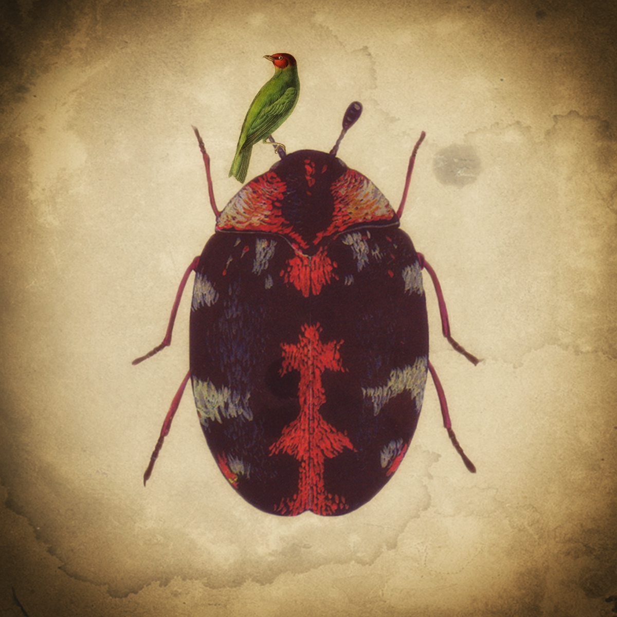 bugs  beetles  birds  nature  natura natural pajaros insectos estudiovisual paulamorales digitalcollage collage digitalart