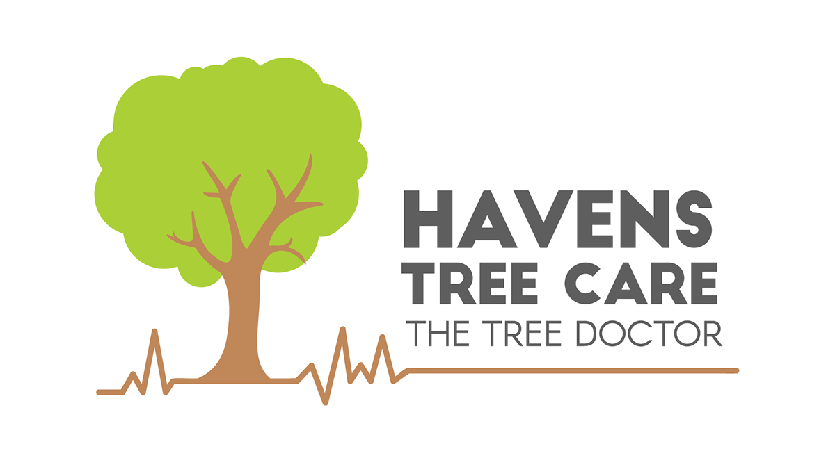 Tree  Nature simplicity doctor Heartline