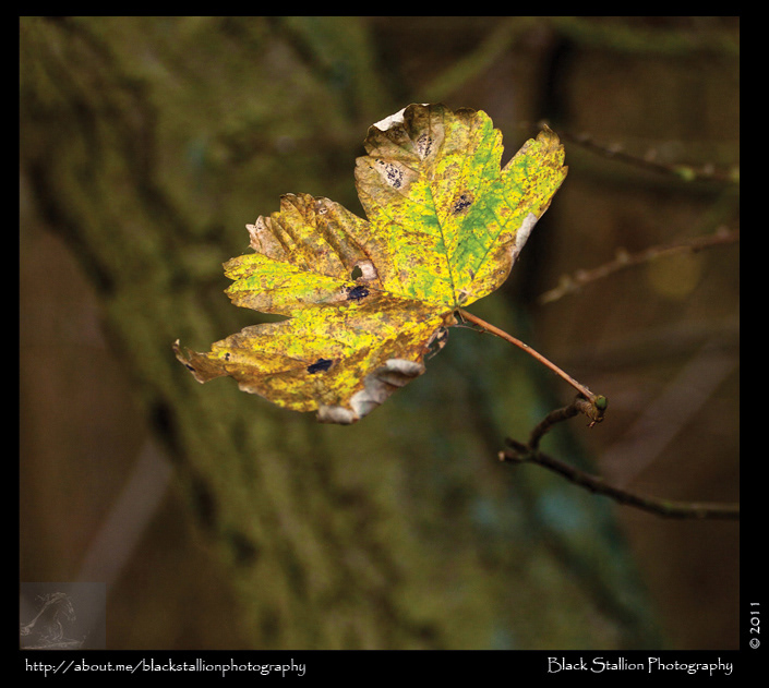 autumn season 2011 scotland leaves yellow squirrel Nature robin flower insect acorn black stallion igallopfree