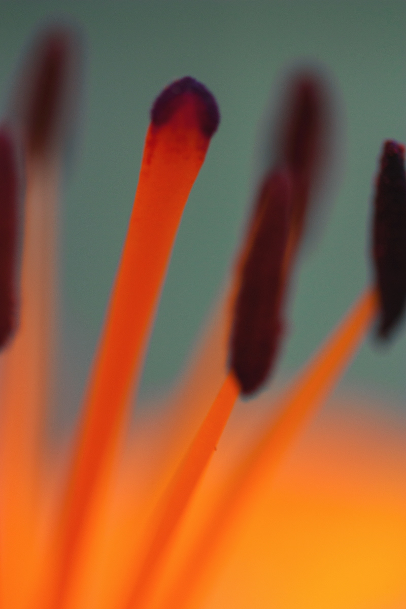 Nature abstract color light macro Up Close Flowers twigs Beautiful leaves bugs amazing Olivia Rainey