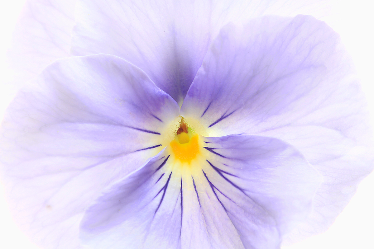 pansy flower  viola Flora colour macro closeup studio still life