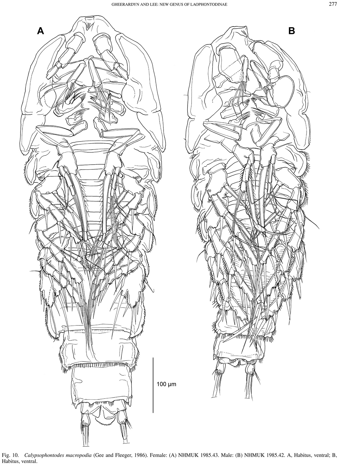 science illustration line drawing microscopic crustacea copepod