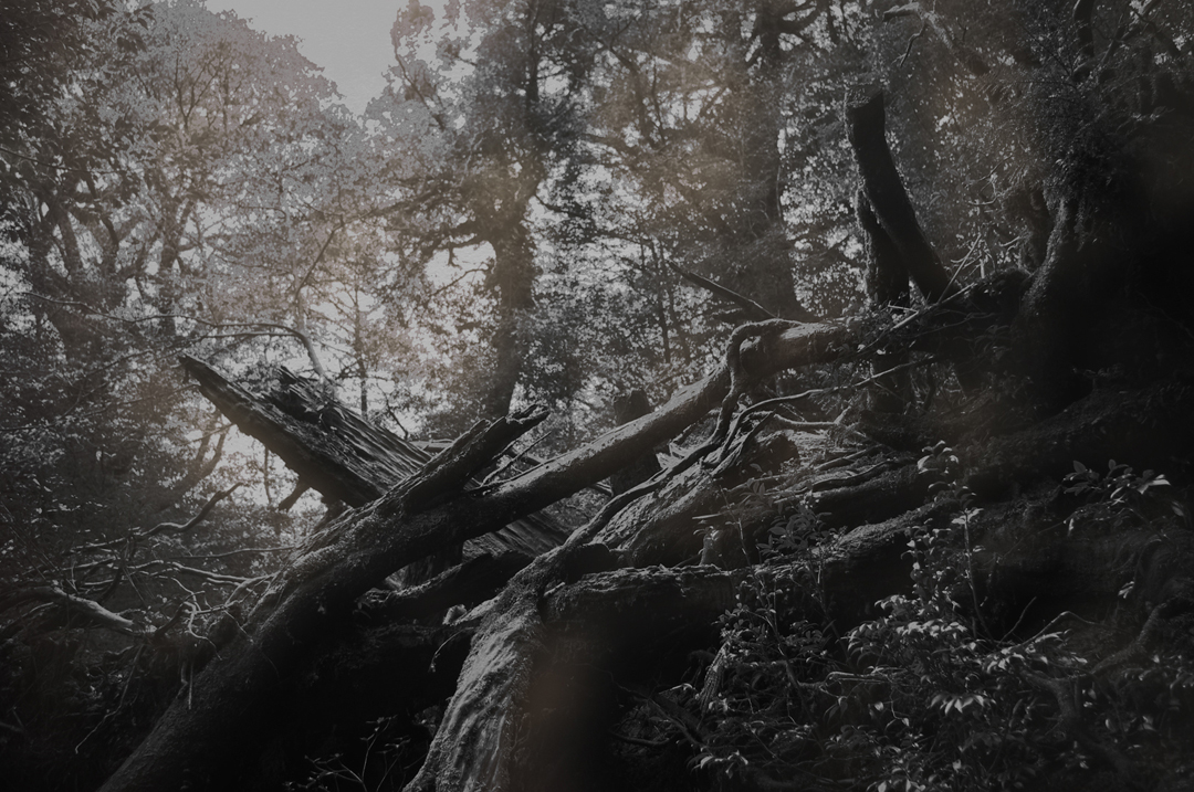 photo Yakushima Black&white daguerreotype forest japan photoshop Pentax
