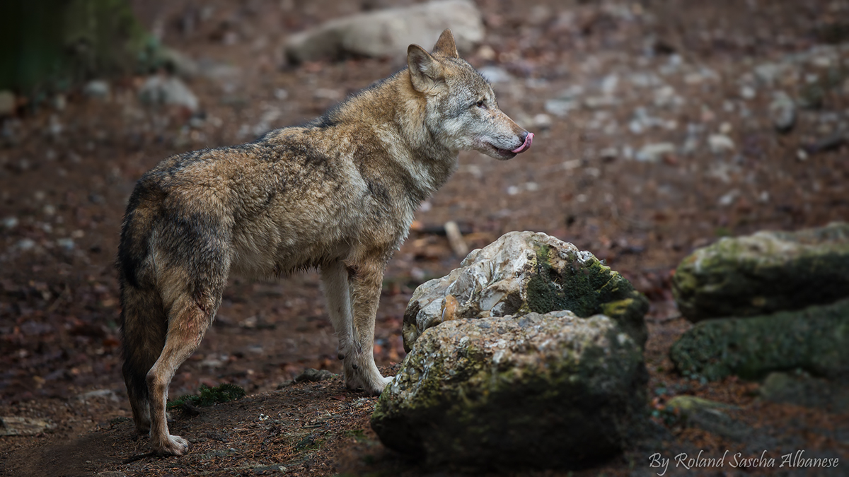 wolf wildlife animal animals tier riere wild Canon 1D X