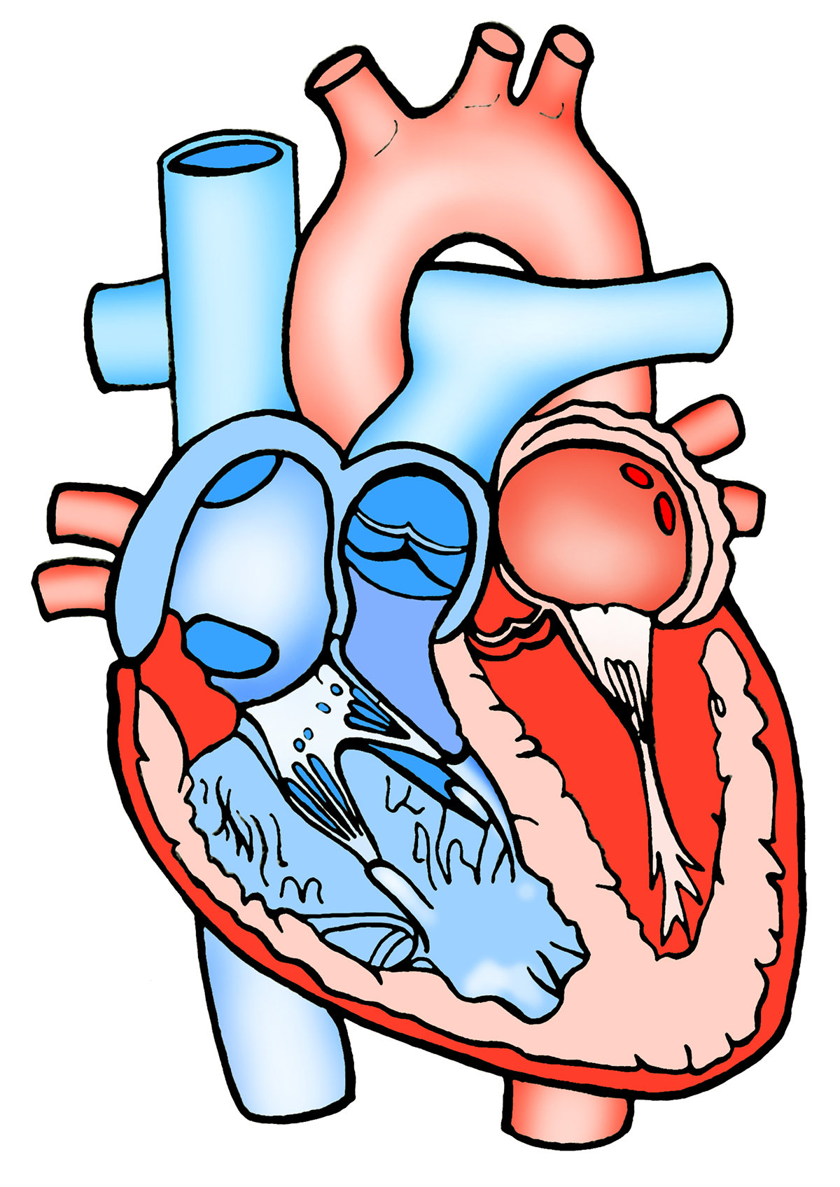 anatomie arteriole biologie bloedvaten bovenste niercapsule geneeskunde gezondheid grote nierkelk inwendig inwendige kleine nierkelk lichaam medisch intestins