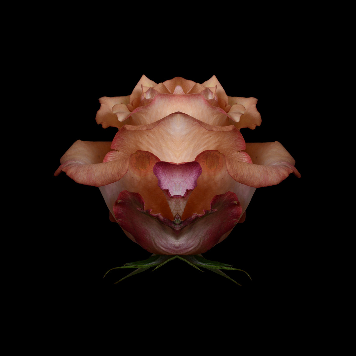 tulip rose creatures Digital Art  tulip cat rose clown rose yoda rose pig