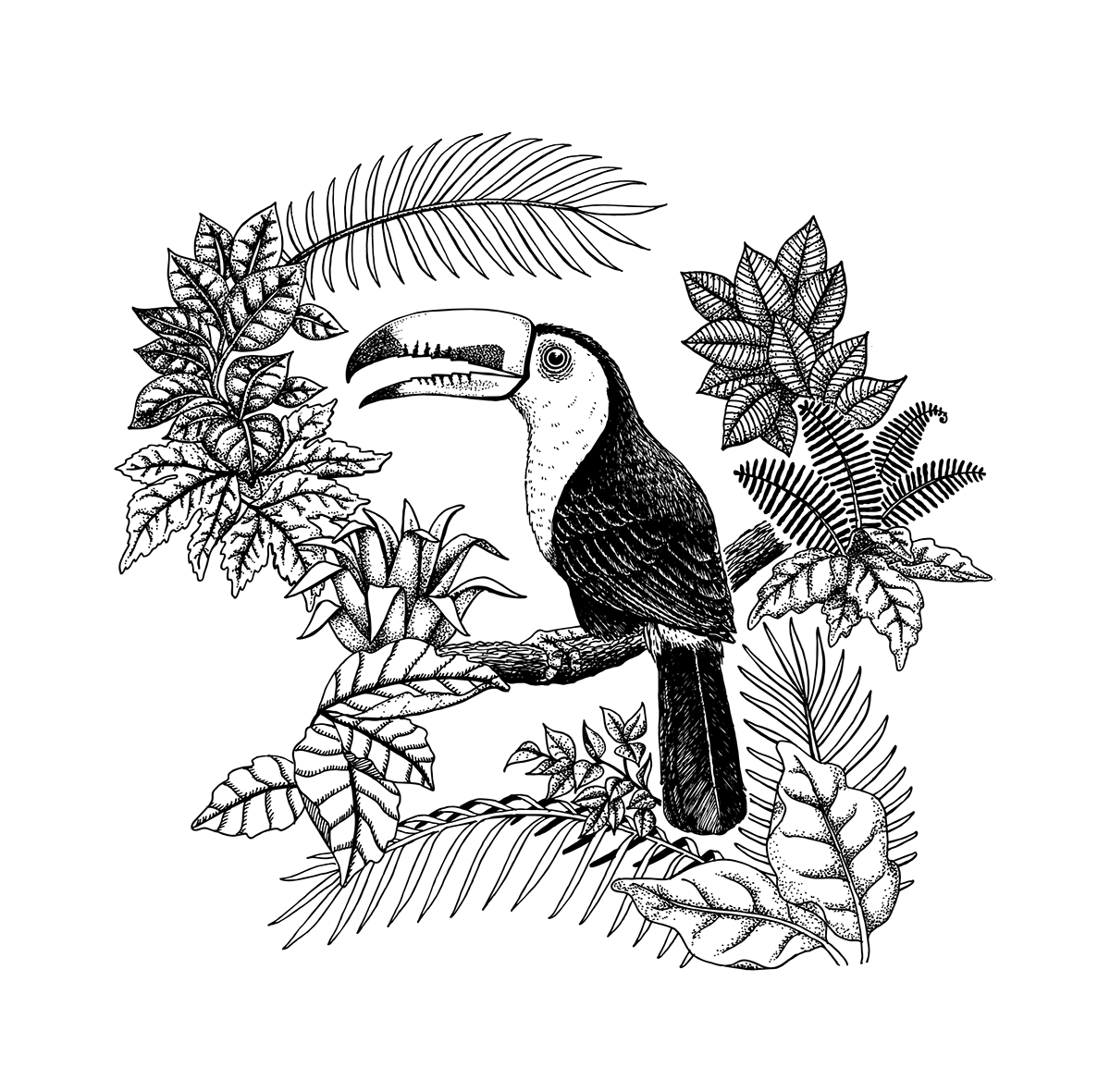 toucan tucan pen black and white Tropical bird leaves ink