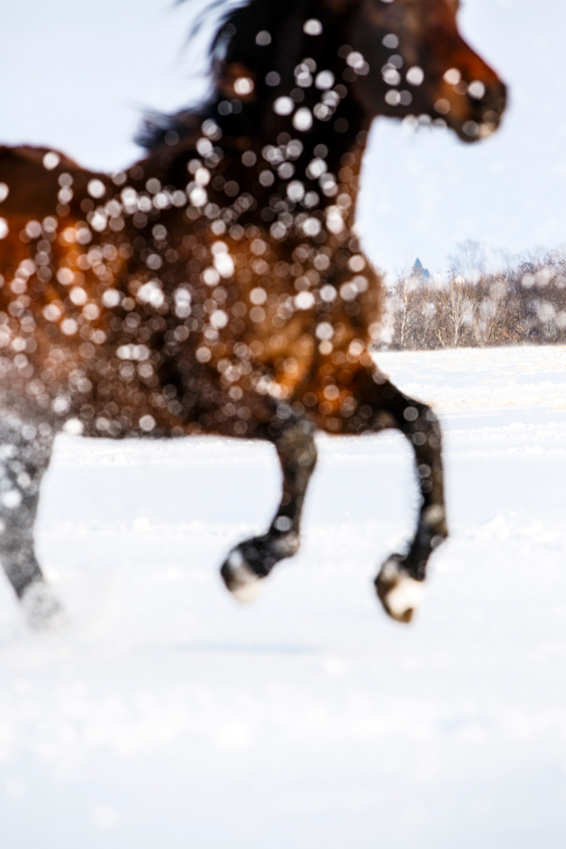 animal horse morgan snow winter art Magical