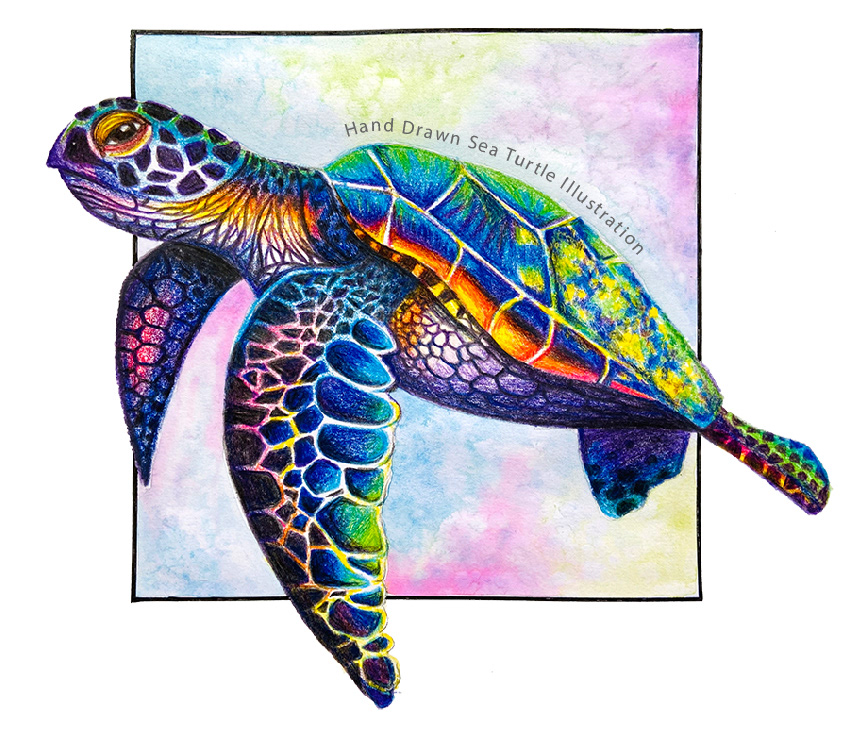 art artist Drawing  ILLUSTRATION  painting   sketch Turtle watercolor design designer