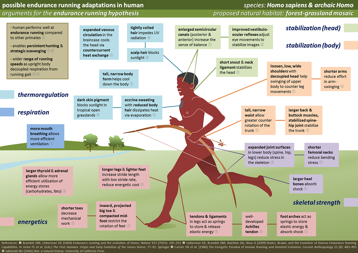 scientific communication Popular Science infographics human origins