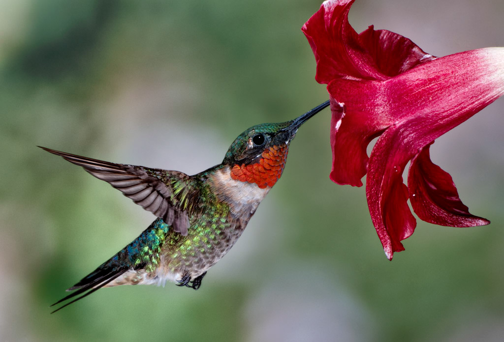 hummingbird Costa Rica ruby violet Nature Mark Hilliard high speed photogra...